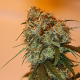 Golden Tiger - ACE SEEDS | TanieSianie.pl