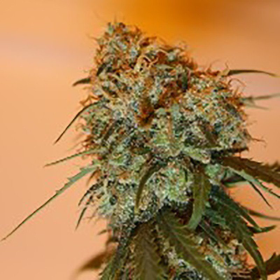 Golden Tiger - ACE SEEDS | TanieSianie.pl