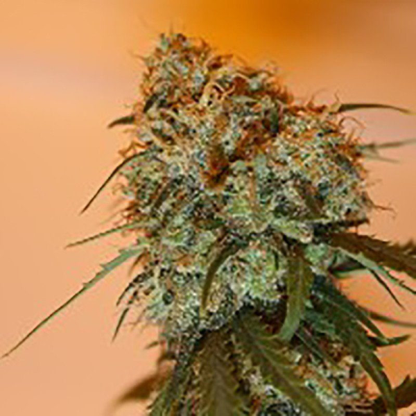 Golden Tiger - ACE SEEDS | TanieSianie.pl