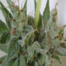 Kali China - ACE SEEDS | TanieSianie.pl
