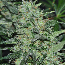 Malawi - ACE SEEDS | TanieSianie.pl