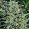 Malawi - ACE SEEDS