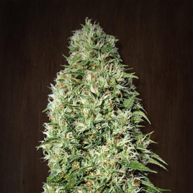 Orient Express - ACE SEEDS | TanieSianie.pl