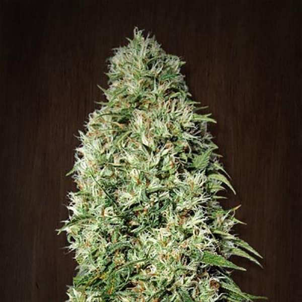 Orient Express - ACE SEEDS | TanieSianie.pl