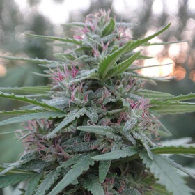 Panama - ACE SEEDS | TanieSianie.pl