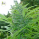 Tikal - ACE SEEDS | TanieSianie.pl