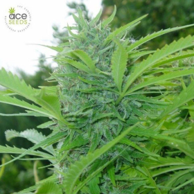Tikal - ACE SEEDS | TanieSianie.pl