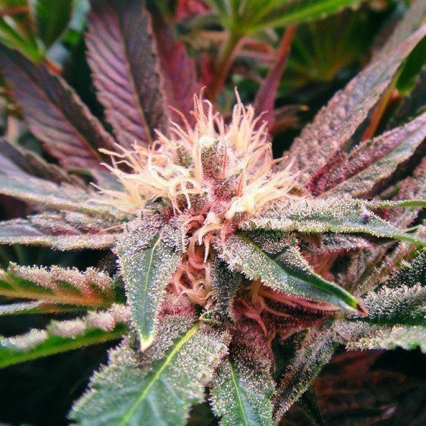 Blue Mystic Auto - NIRVANA | TanieSianie.pl