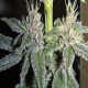 Violeta - ACE SEEDS | TanieSianie.pl