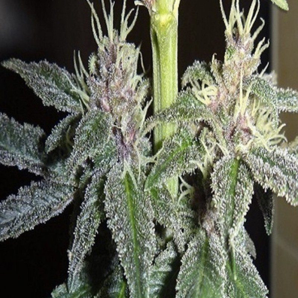 Violeta - ACE SEEDS | TanieSianie.pl