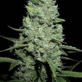 AK 47 Automatic - AMARANTA SEEDS | TanieSianie.pl