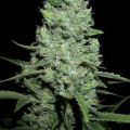 AK 47 Automatic - AMARANTA SEEDS
