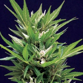 Amarant Automatic - AMARANTA SEEDS | TanieSianie.pl