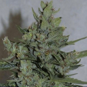 Amarant Dwarf - AMARANTA SEEDS | TanieSianie.pl