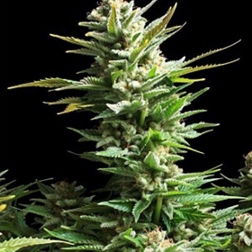 Amnesia Haze - AMARANTA SEEDS | TanieSianie.pl
