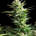 Amnesia Haze - AMARANTA SEEDS