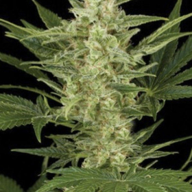 Birrie Jack Auto - AMARANTA SEEDS | TanieSianie.pl