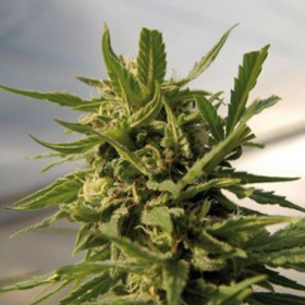 Critical - AMARANTA SEEDS | TanieSianie.pl
