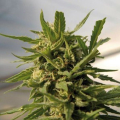 Critical - AMARANTA SEEDS