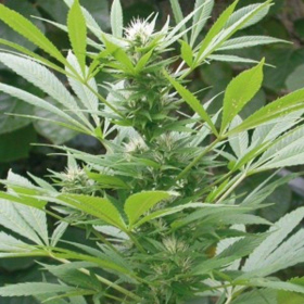Easy Bud - AMARANTA SEEDS | TanieSianie.pl
