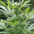 Easy Bud - AMARANTA SEEDS