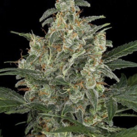 G Power Cheese Automatic - AMARANTA SEEDS | TanieSianie.pl
