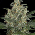 G Power Cheese Automatic - AMARANTA SEEDS