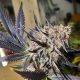 Blueberry - DUTCH PASSION | TanieSianie.pl