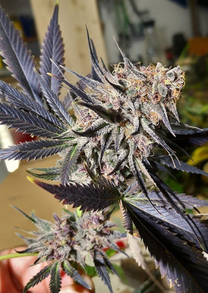 Blueberry - DUTCH PASSION | TanieSianie.pl