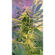 Blue Mystic Auto - NIRVANA | TanieSianie.pl