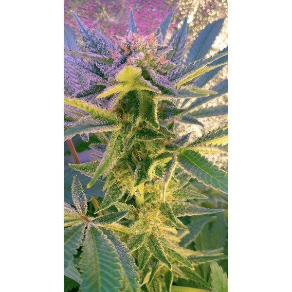 Blue Mystic Auto - NIRVANA | TanieSianie.pl