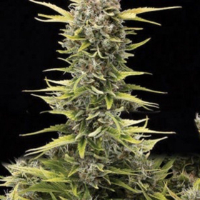 AMARANTA SEEDS - K.O. Haze | TanieSianie.pl
