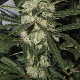 AMARANTA SEEDS - Northern Light | TanieSianie.pl