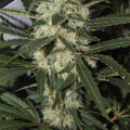 AMARANTA SEEDS - Northern Light
