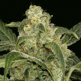 AMARANTA SEEDS - Power Haze | TanieSianie.pl