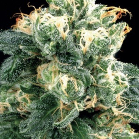 AMARANTA SEEDS - Power Plant | TanieSianie.pl