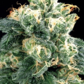 AMARANTA SEEDS - Power Plant