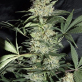 AMARANTA SEEDS - Silver Haze