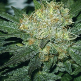 AMARANTA SEEDS - Tugy D Diesel | TanieSianie.pl