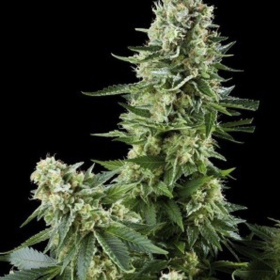 AMARANTA SEEDS - White Widow | TanieSianie.pl