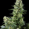 AMARANTA SEEDS - White Widow