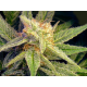 Blue Mystic Auto - NIRVANA | TanieSianie.pl