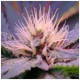 Blue Mystic Auto - NIRVANA | TanieSianie.pl