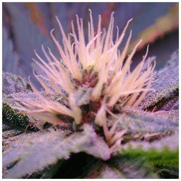 Blue Mystic Auto - NIRVANA | TanieSianie.pl