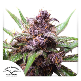 Auto Blackberry Kush - DUTCH PASSION | TanieSianie.pl