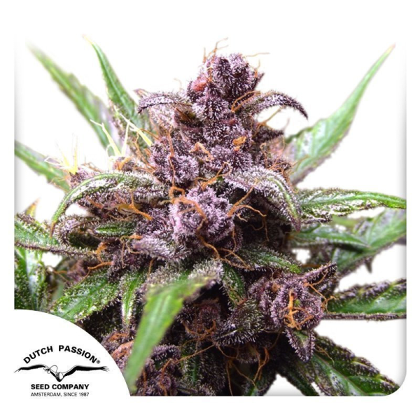 Auto Blackberry Kush - DUTCH PASSION | TanieSianie.pl