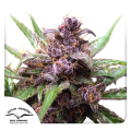 Auto Blackberry Kush - DUTCH PASSION