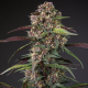 Auto Blackberry Kush - DUTCH PASSION | TanieSianie.pl