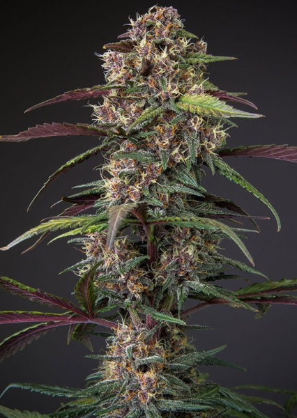 Auto Blackberry Kush - DUTCH PASSION | TanieSianie.pl