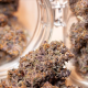 Auto Blackberry Kush - DUTCH PASSION | TanieSianie.pl